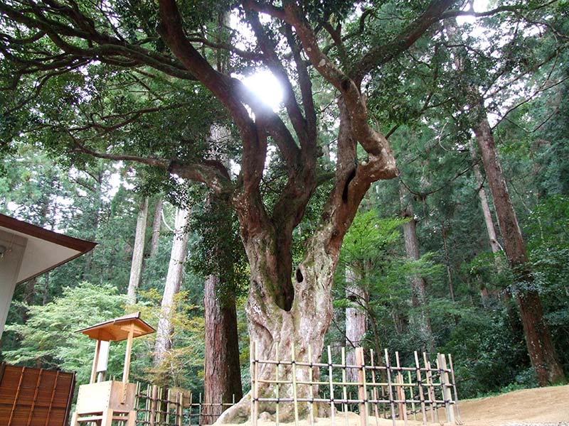 小國神社ひょうの木