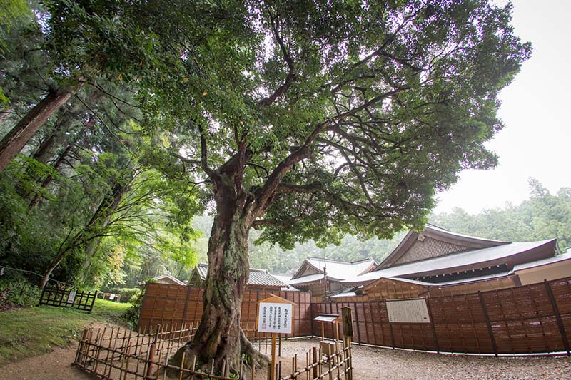 小國神社ひょうの木