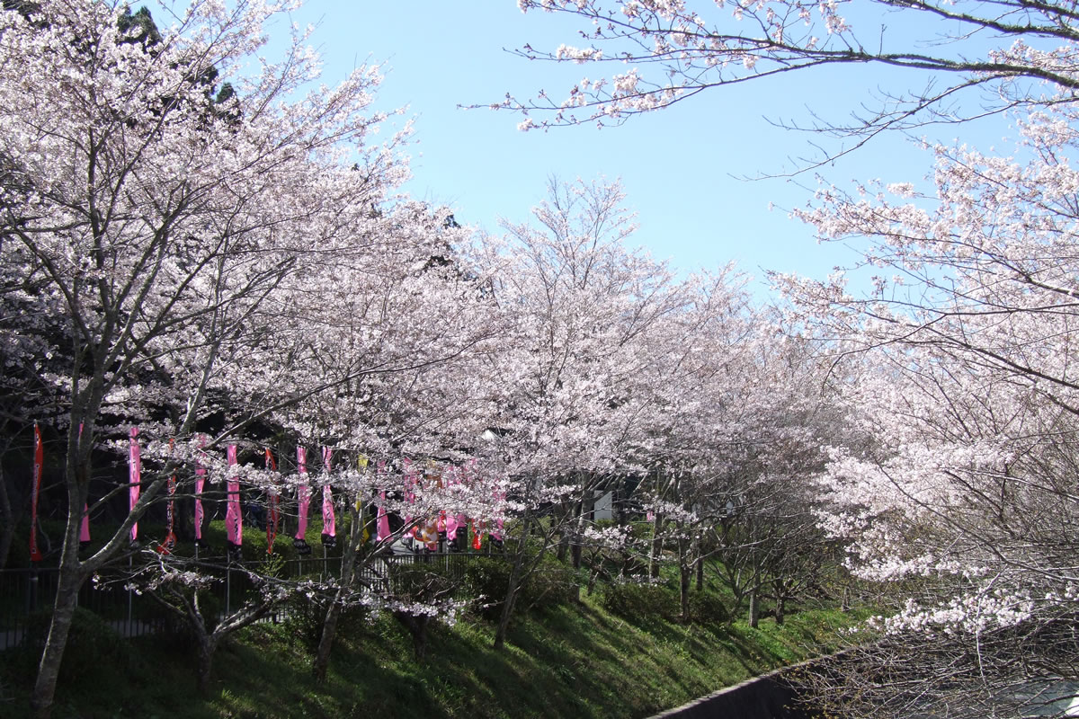 宮川沿に咲く桜