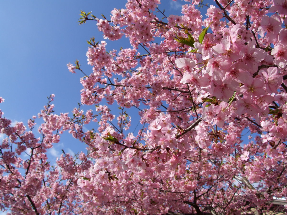 春分の日ー神道と春のお彼岸ｰ
