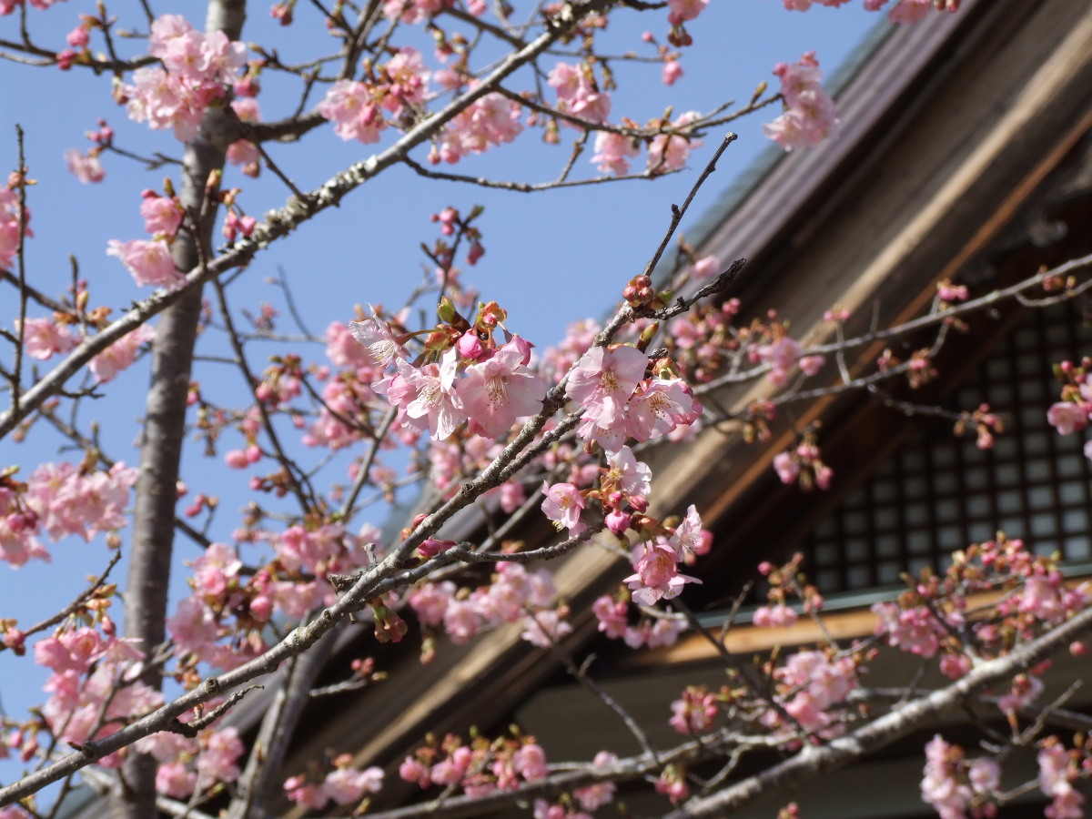 河津桜が開花いたしました！！（サクラと日本文化のこぼれ話）