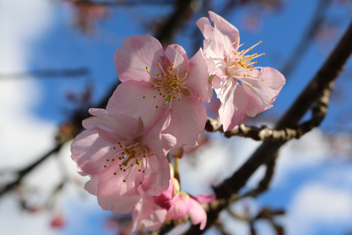 春の訪れ、河津桜の開花！！！