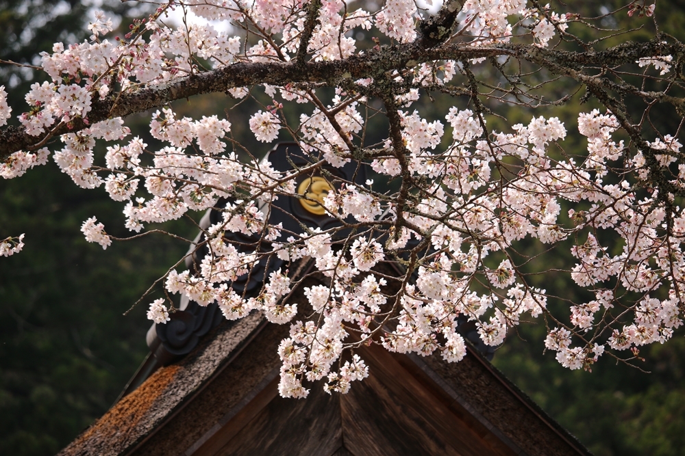小國神社 桜開花情報！！！③『３分咲き』～『７分咲き』 ～サクラと日本文化のこぼれ話～