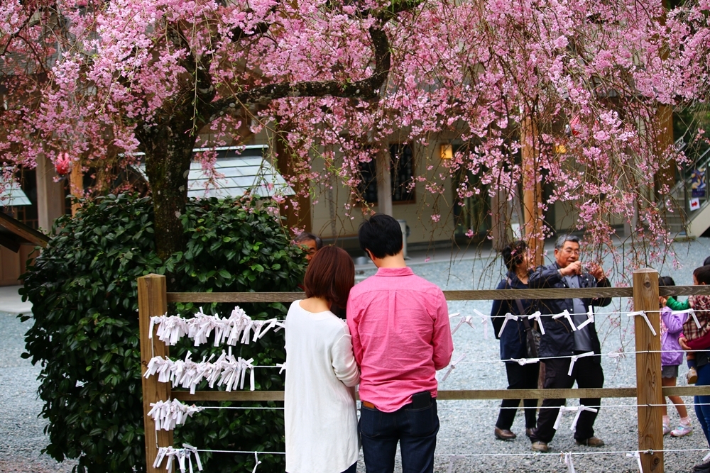 小國神社 桜開花情報！！！⑦『散り始め』～『落花盛ん』