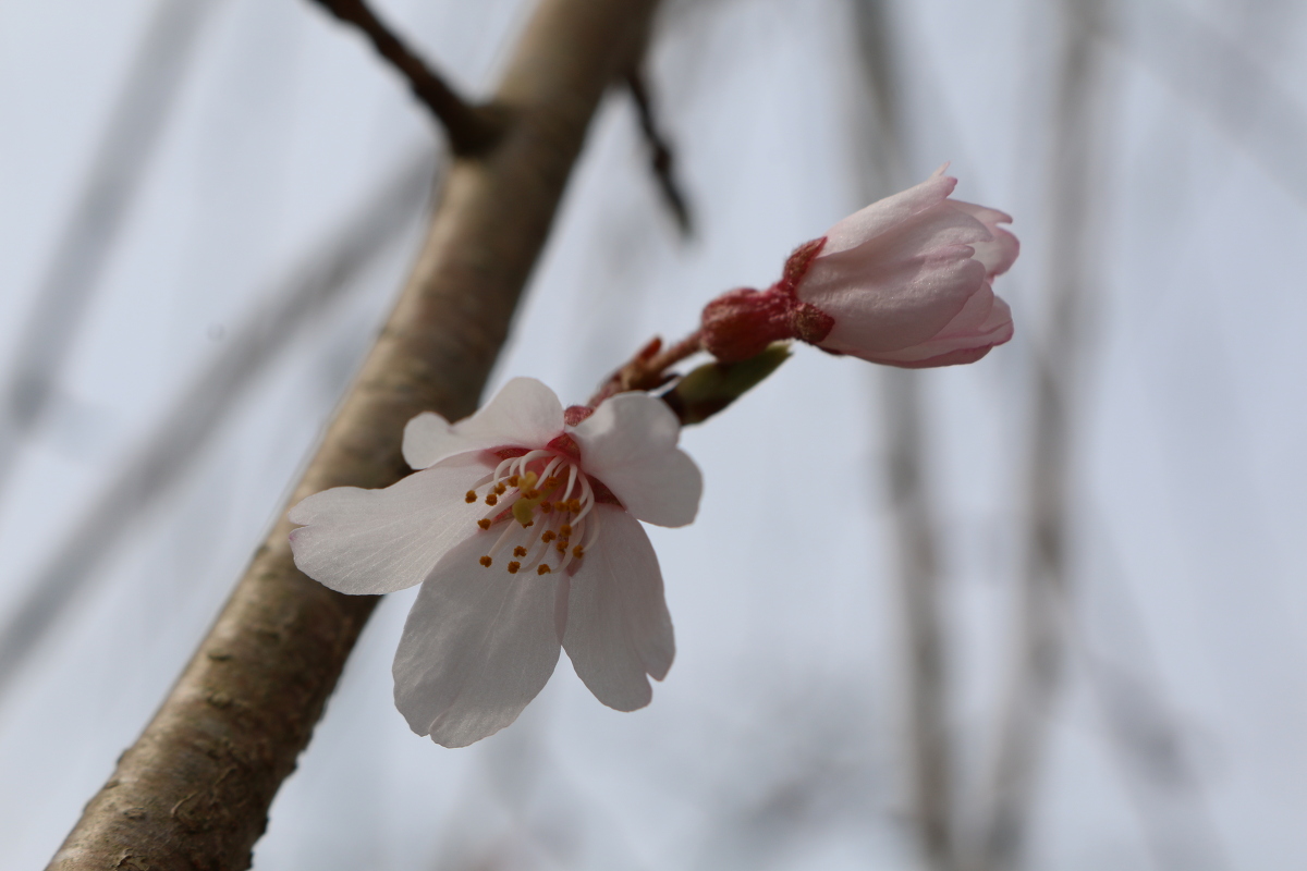 ■小國神社 平成29年春 桜開花状況！！！！②■ 『一分咲き』