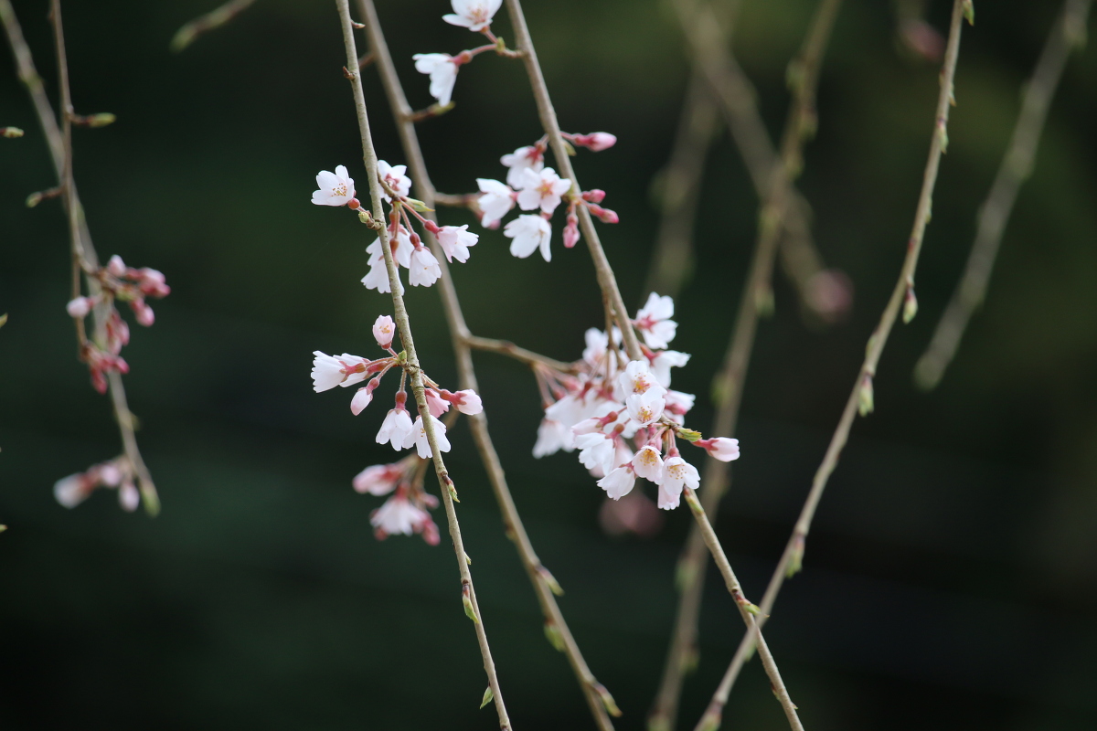 ■小國神社 平成29年春 桜開花状況！！！！④■ 『一分咲き』木により『五分咲き』