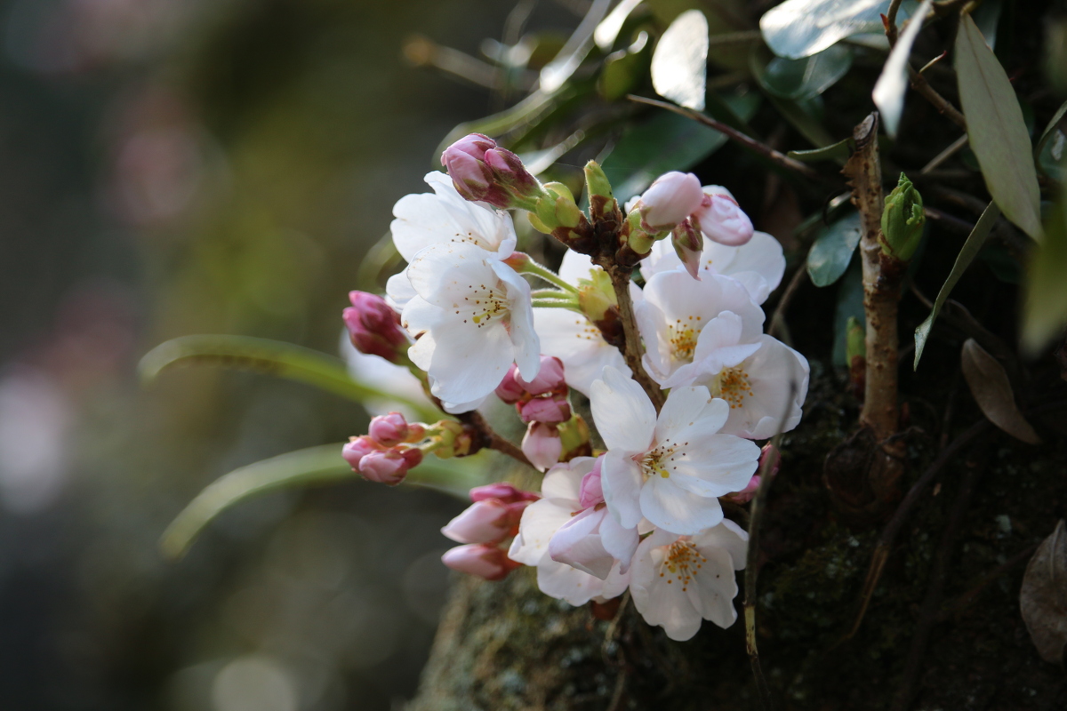 ■小國神社 平成29年春 桜開花状況！！！！⑤■ 『一分咲き』、木により『八分咲き』