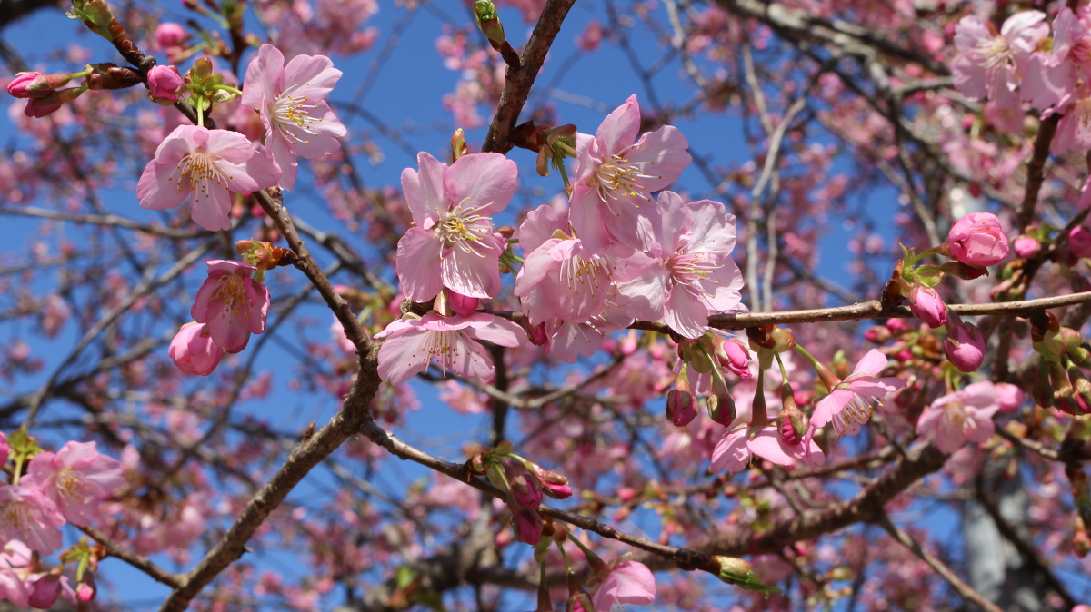 紅白梅と河津桜が開花しています。◇明治天皇御製（ぎょせい）・昭憲皇太后御歌（みうた）に親しむ