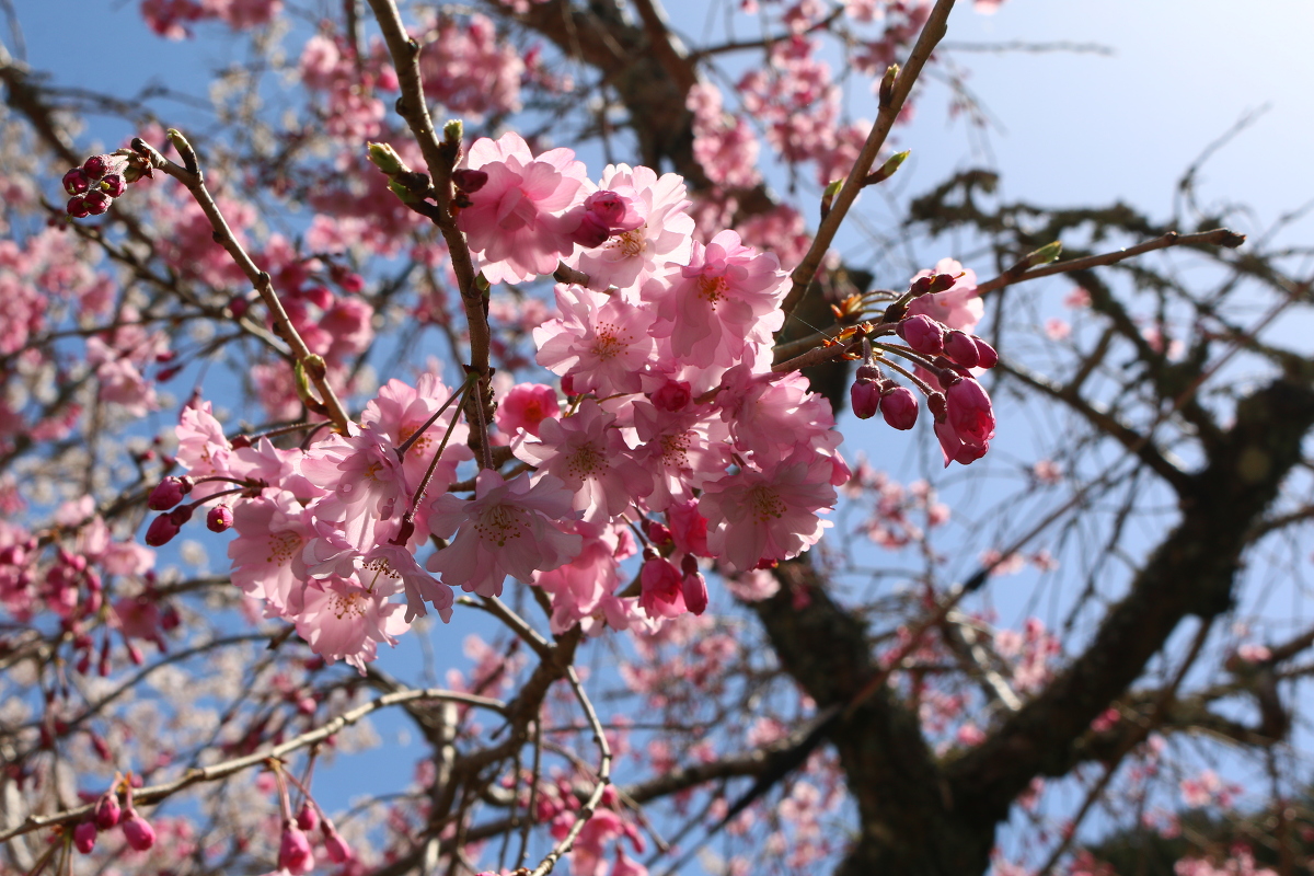 桜開花情報のご案内！！！満開となりました。～ ■明治天皇御製・昭憲皇太后御歌に親しむ■ ～