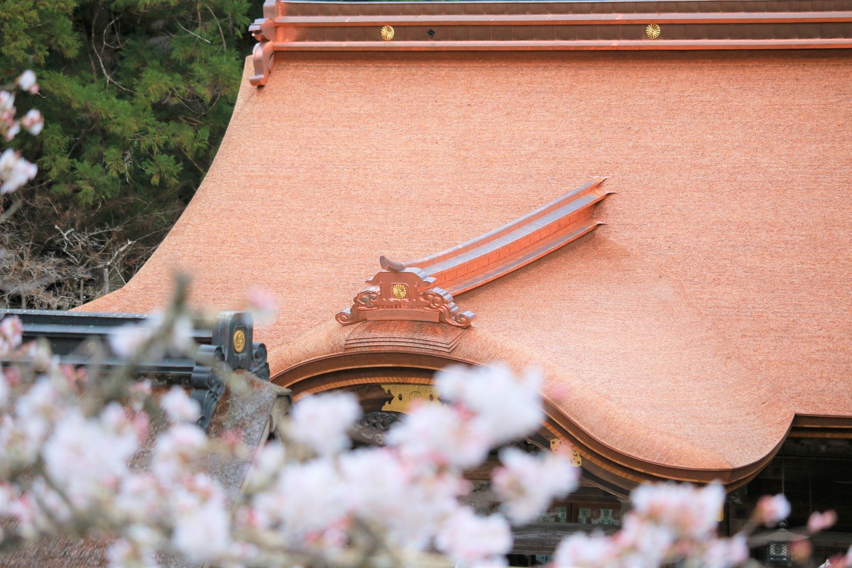 癒しの斎庭に春が訪れています。 令和5年 桜開花情報 【一番咲きのソメイヨシノが８分咲きです】