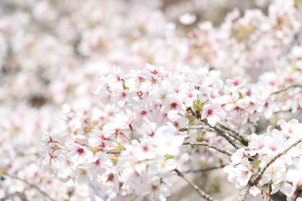 癒しの斎庭に春が訪れています。 令和6年 桜開花情報 ①【一番咲きのソメイヨシノが満開です】