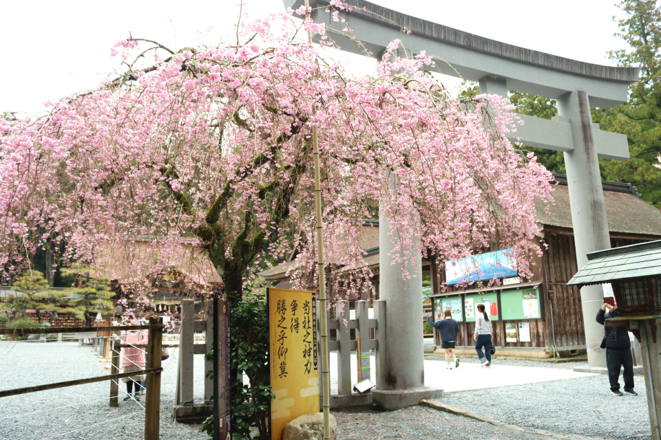 癒しの斎庭に春が訪れています。 令和6年 桜開花情報② 【枝垂れ・ソメイヨシノが見頃です】